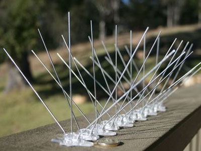 Bird Spikes